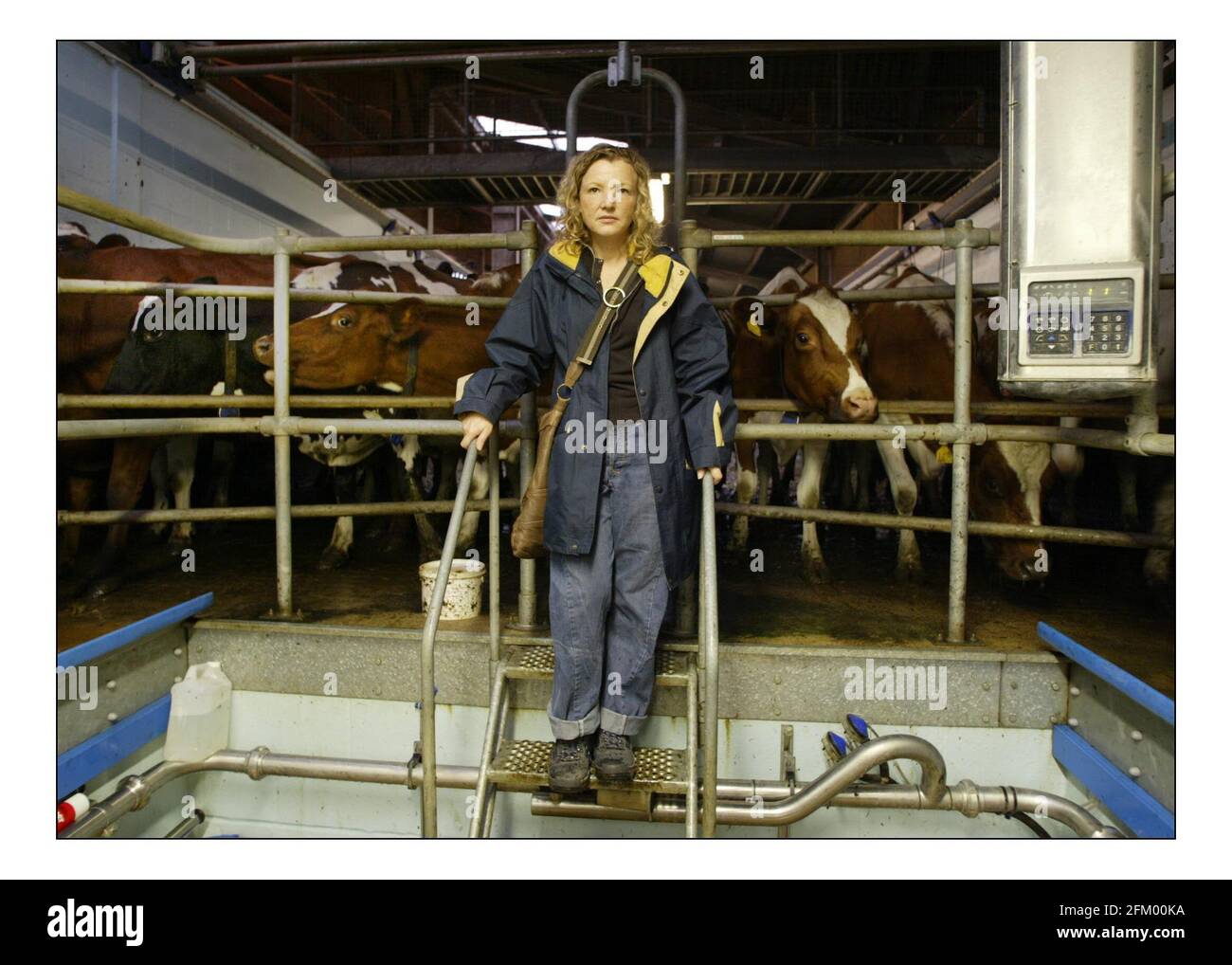 Deborah Ross verbringt den Tag damit, auf der Farm des Prinzen von Wales zu arbeiten: Duchy Home Farm, Broadfield Farm, Tetbury.pic David Sandison 11/10/2005 Stockfoto