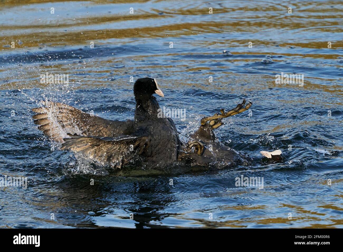 Eurasischen Blässhühner kämpfen in ihrem natürlichen Lebensraum Stockfoto