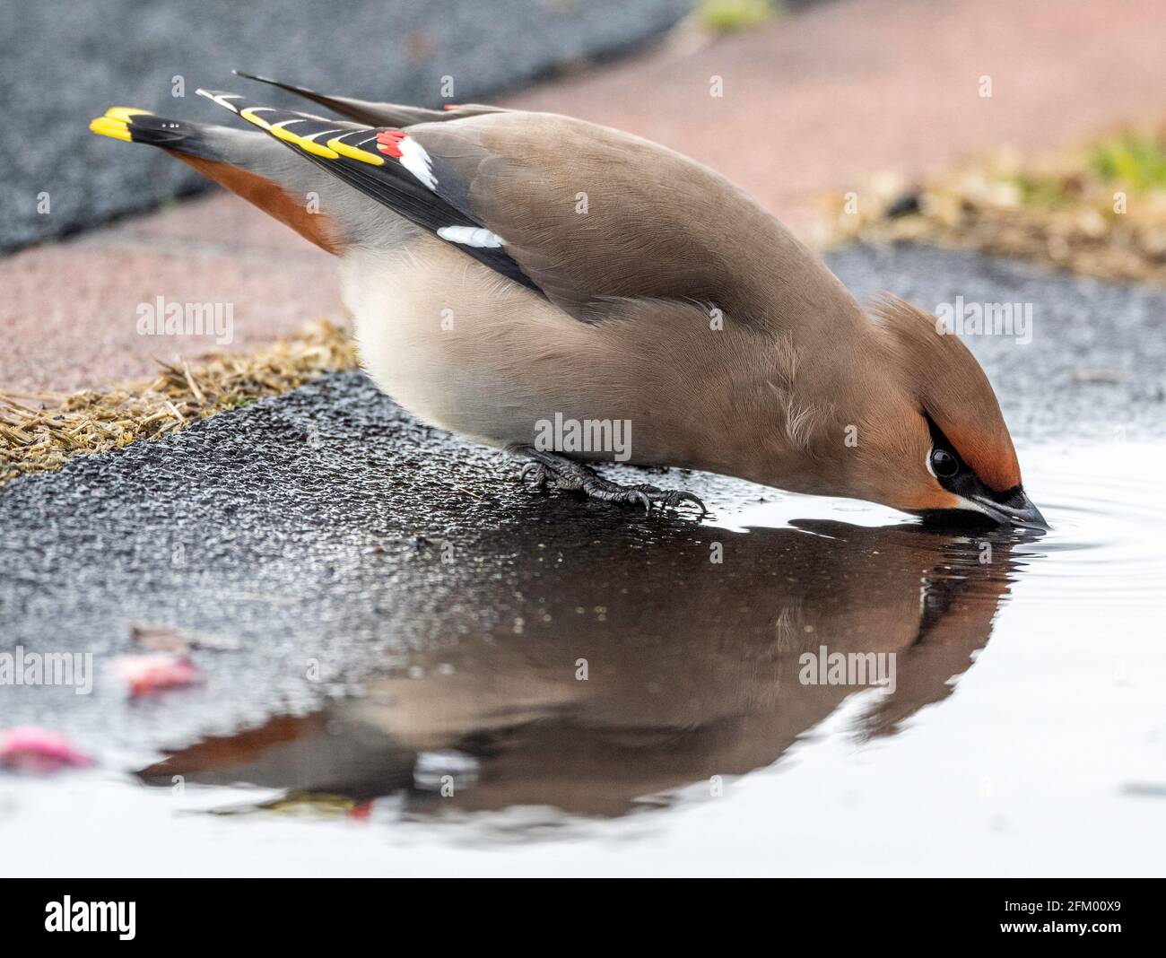 Bohemian Waxwing trinkt an einer Pfütze entlang eines Pfades in Japan. Stockfoto