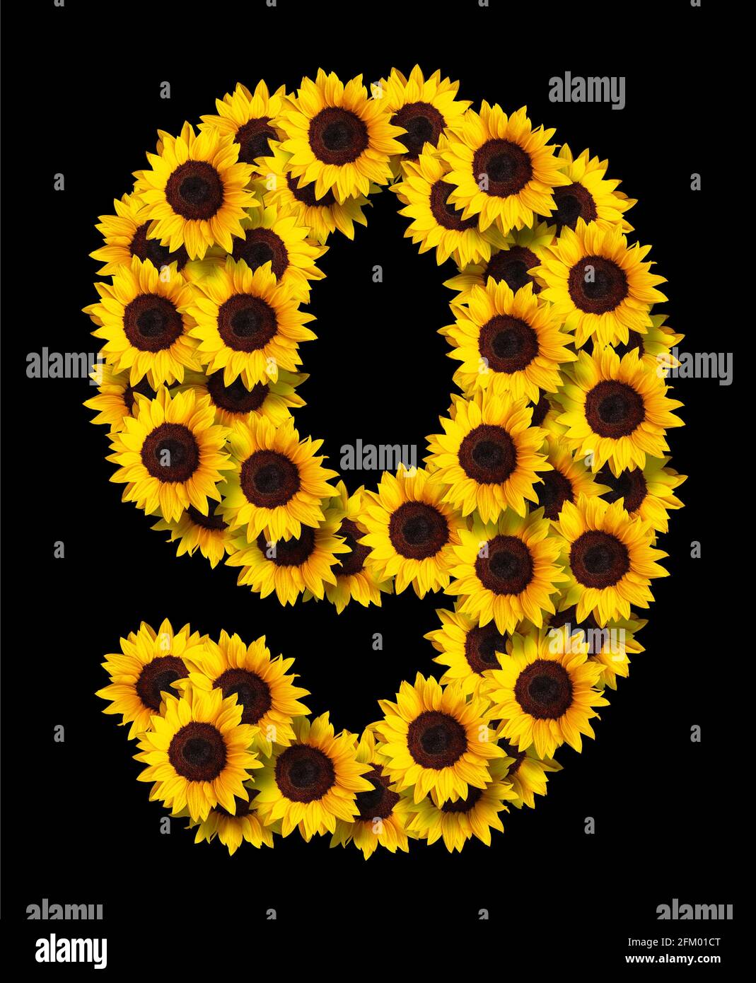Bild der Nummer 9 aus gelben Sonnenblumen, die auf schwarzem Hintergrund isoliert sind. Design-Element für Love Concepts Designs. Ideal für Muttertag und Stockfoto