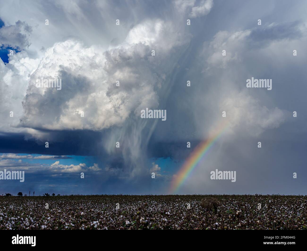 Gewitter mit Regenbogen über einem Baumwollfeld Stockfoto