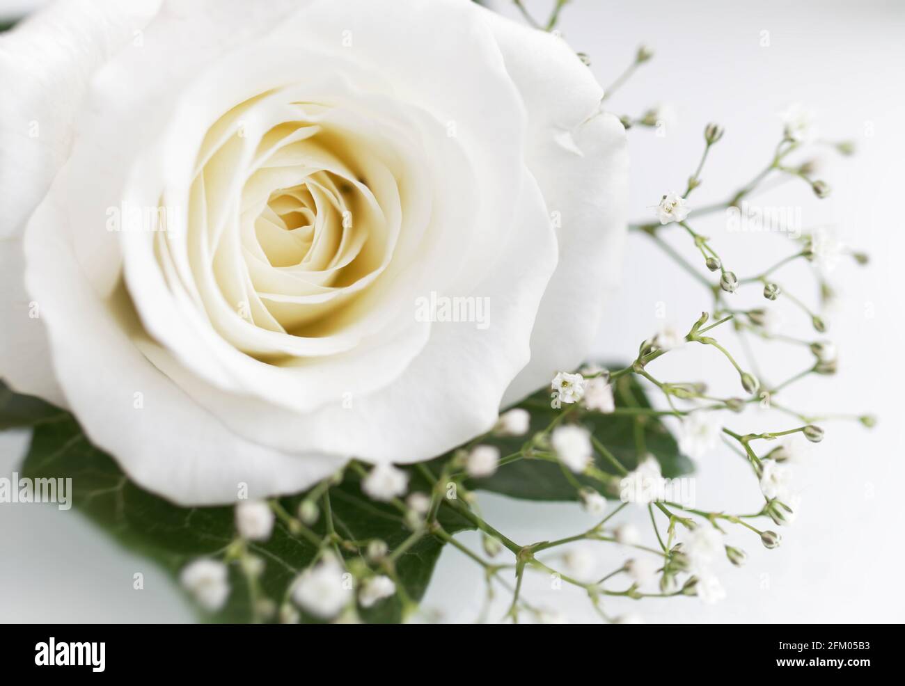 Weiße rose Stockfoto