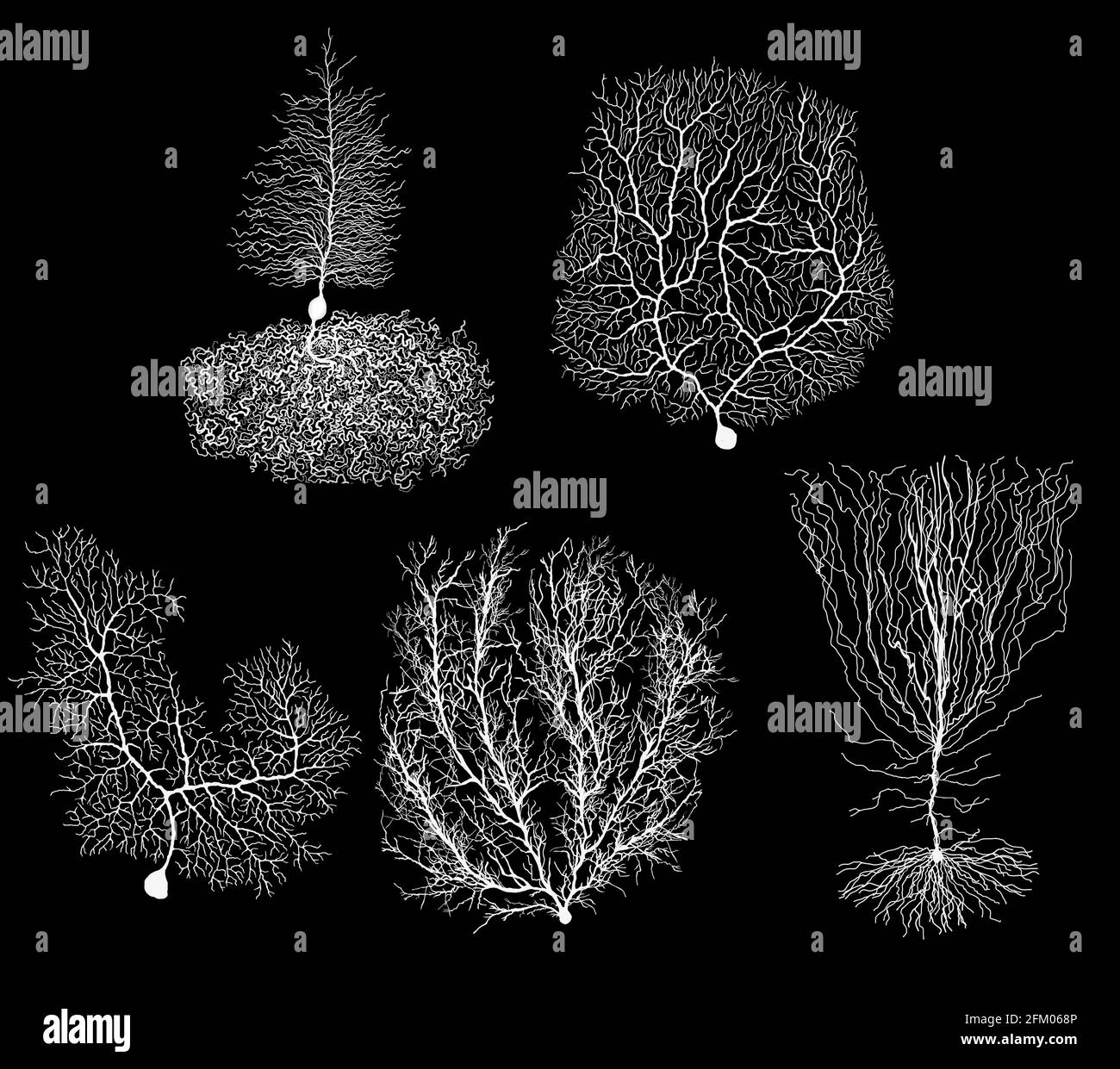 Neuron der menschlichen Entwicklungsbiologie mit Zelle auf Schwarz Stockfoto