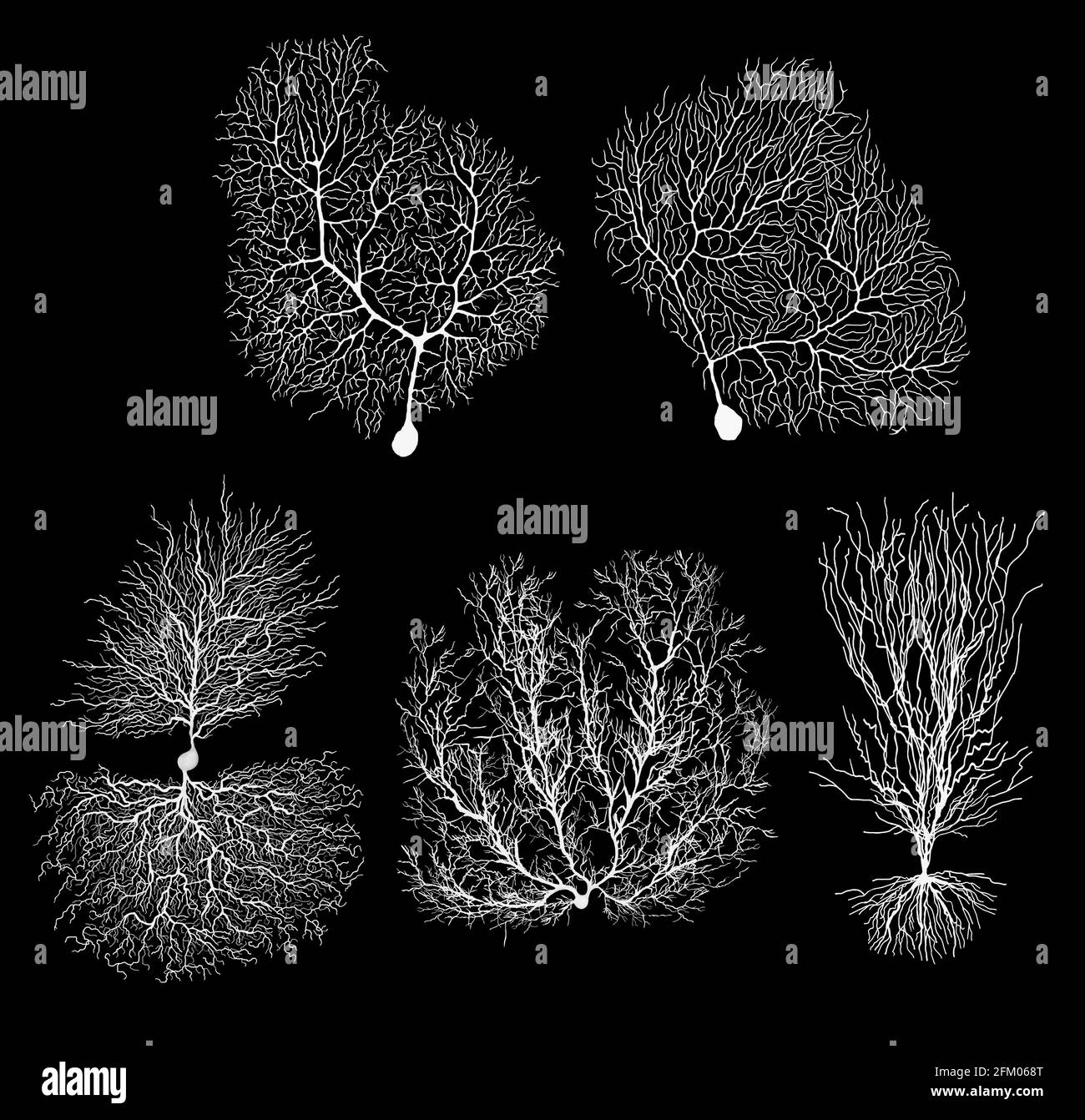 Neuron der menschlichen Entwicklungsbiologie mit Zelle auf Schwarz Stockfoto