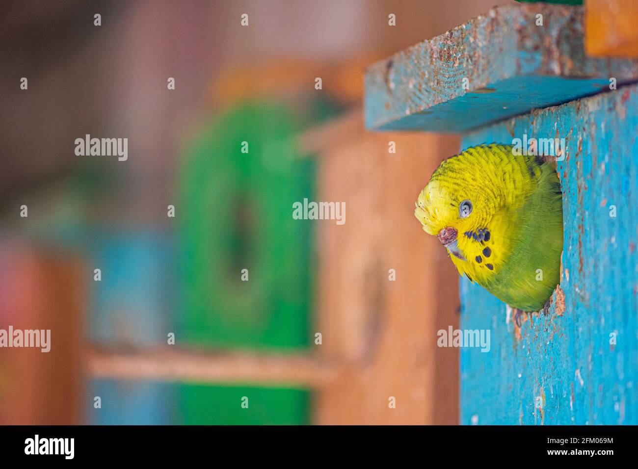 Winziges Budgie Papageiengesicht oder Sittich vor der Tür oder Eingang eines bunten Holzhauses Stockfoto