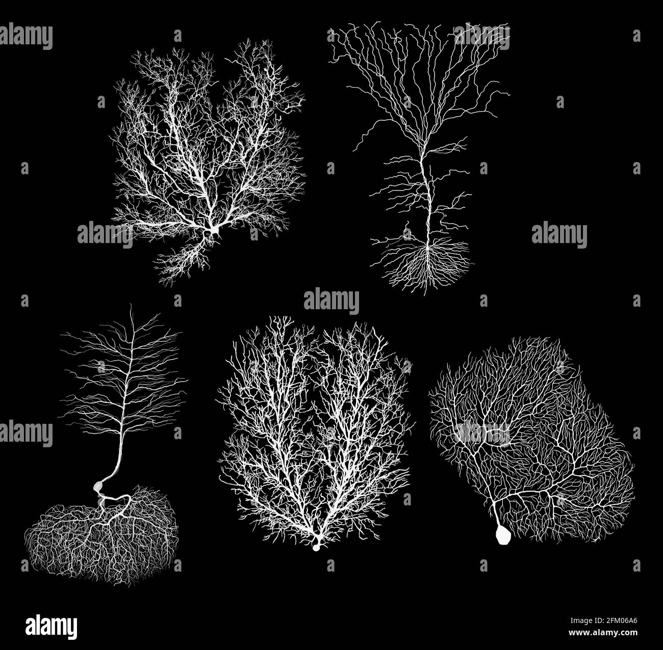 Neuron der menschlichen Entwicklungsbiologie mit Zelle auf Schwarz Stockfoto
