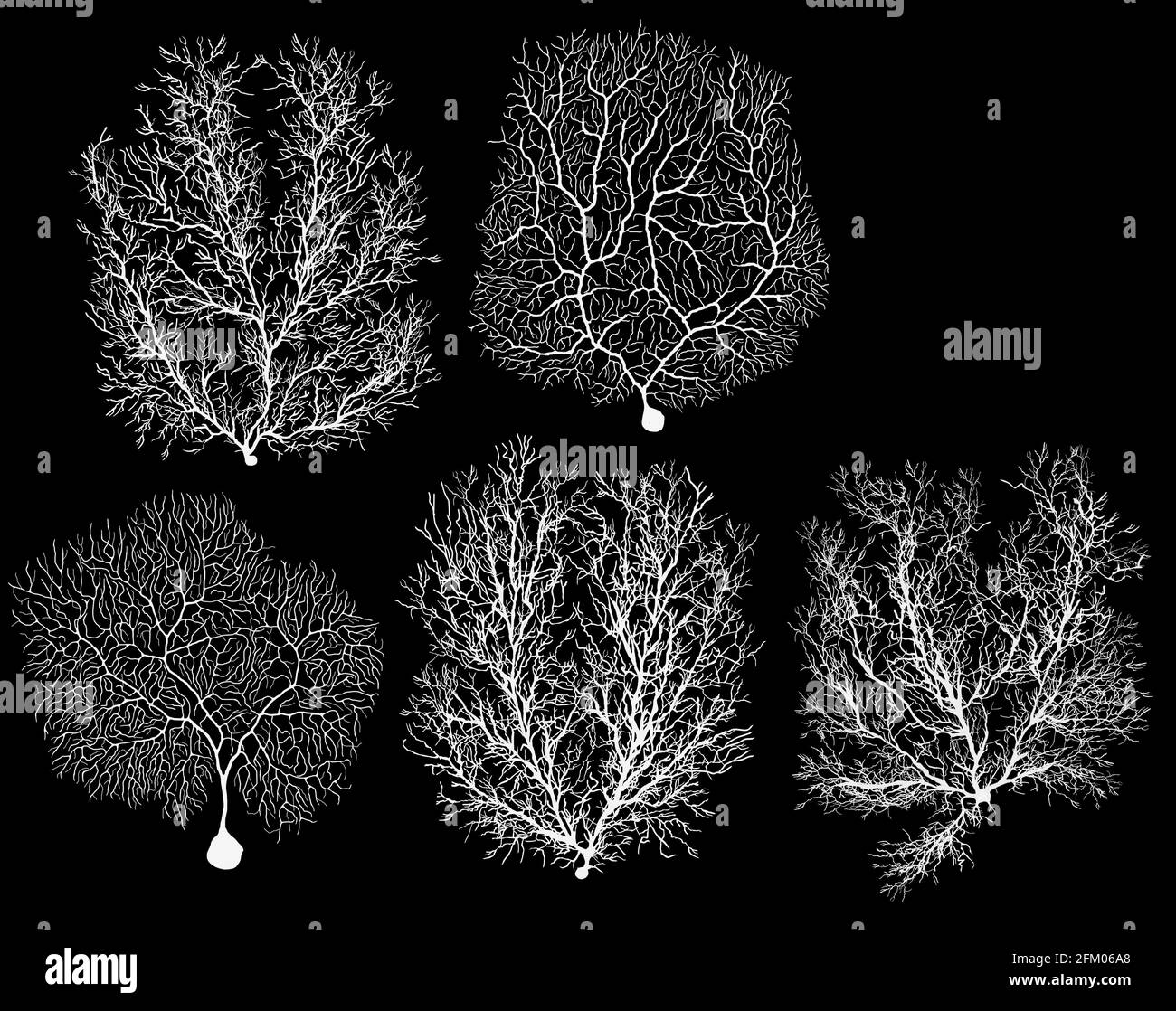 Neuron der menschlichen Entwicklungsbiologie mit Zelle auf Schwarz Stockfoto