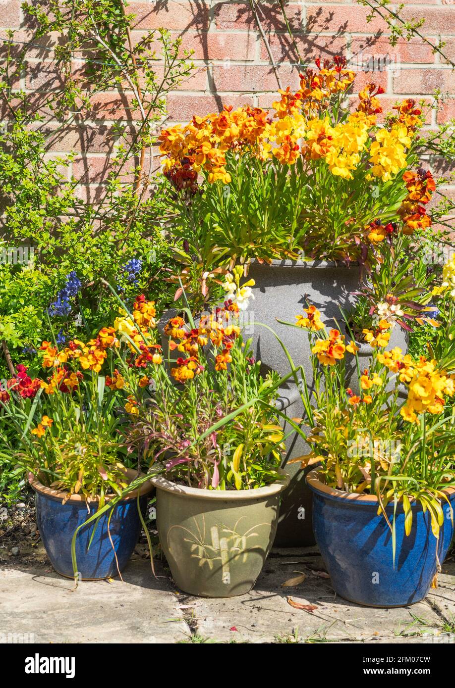 Wallflowers (Erysimum cheiri) Sorte Perser Teppich wächst in Containern, England, Großbritannien Stockfoto