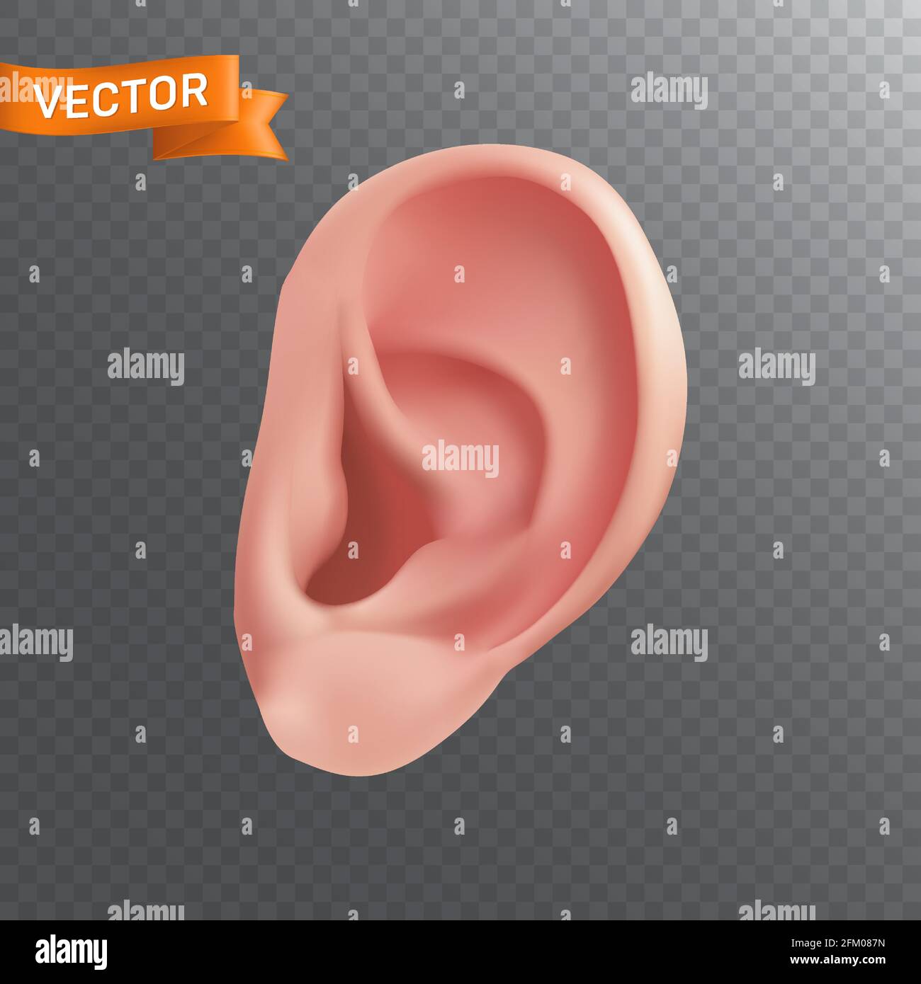 Nahaufnahme-3d-Symbol für das menschliche Ohr. Realistische Vektordarstellung eines Körperteils, das ein Hörorgan auf einem transparenten Hintergrund isoliert Stock Vektor