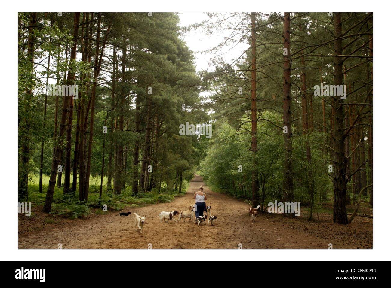 Blackheath gemeinsame, wo der Herzog von Northumberland will eine Erdgas-Plattform installieren. Die meisten Anwohner sind gegen die Pläne.pic David Sandison 1/7/2005 Stockfoto