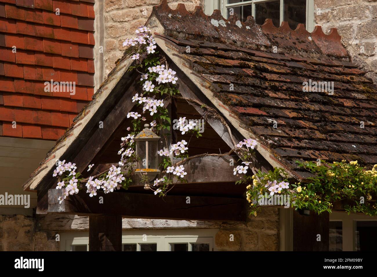 Clematis klettert über die Veranda vor dem Eingang, England Stockfoto