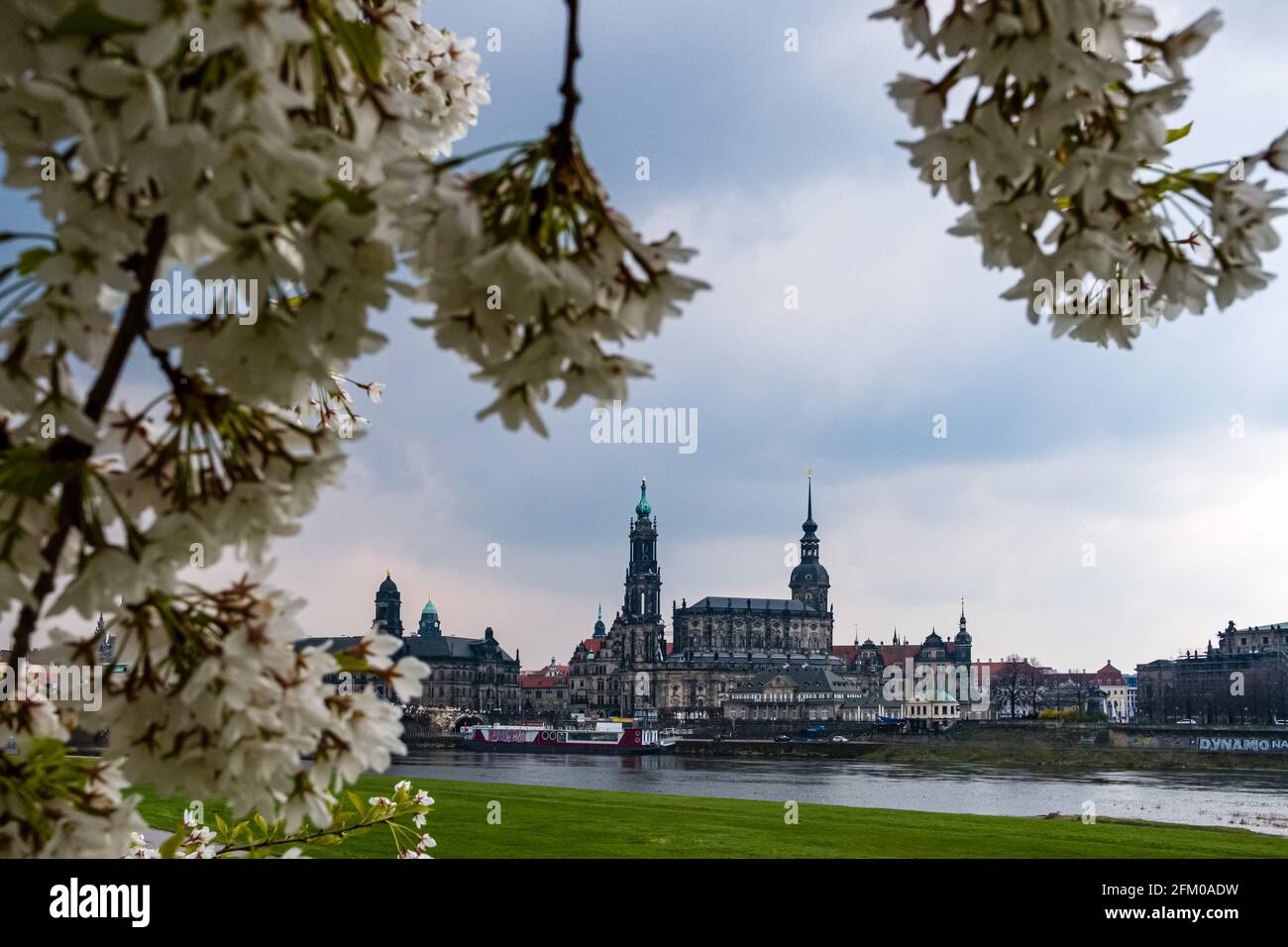 Der Dreifaltigkeitsdom und der Hausmannsturm in der Altstadt, von blühenden Kirschbäumen über die Elbe gesehen. Stockfoto