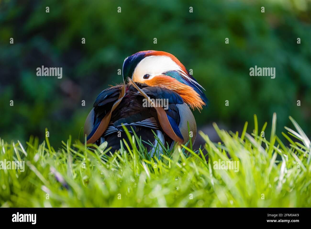 Eine Mandarinente (Aix galericulata), die auf einer Wiese sießt. Stockfoto