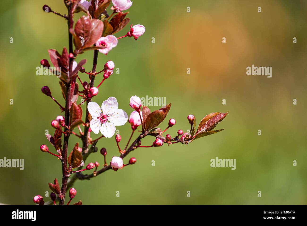 Blüten einer Higan-Kirsche (Prunus subhirtella), einem japanischen Kirschbaum, in voller Blüte. Stockfoto