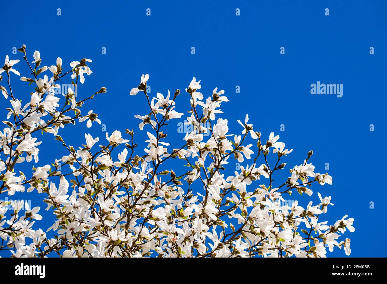 Blüten eines Regenschirm-Magnolienbaums (Magnolia tripetala) in voller Blüte. Stockfoto