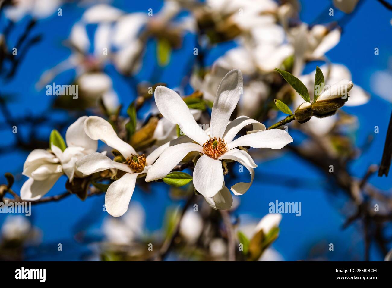 Blüten eines Regenschirm-Magnolienbaums (Magnolia tripetala) in voller Blüte. Stockfoto