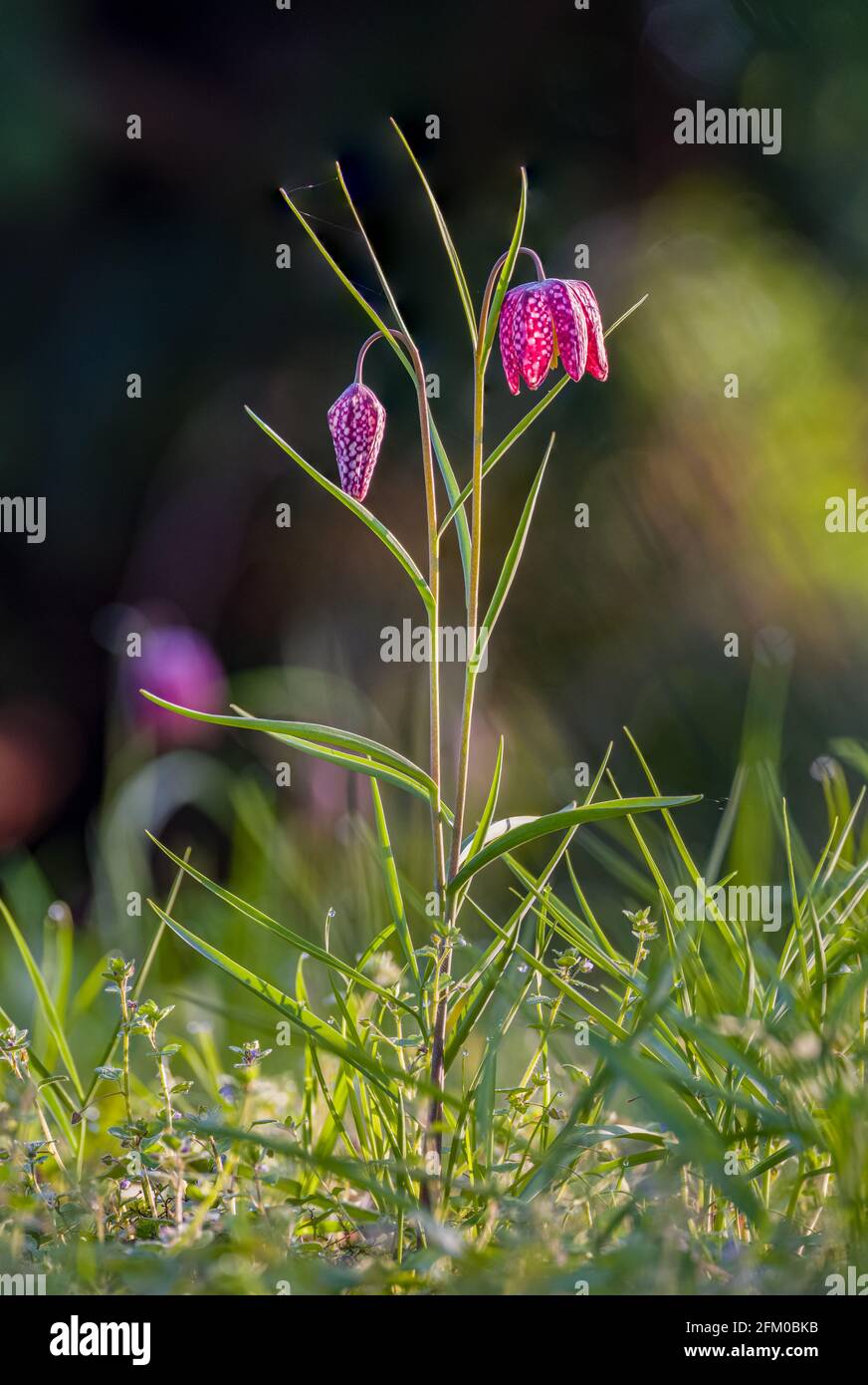 Eine purpurne Schlangenkopfblume (Fritillaria meleagris) in voller Blüte auf einer Wiese. Stockfoto