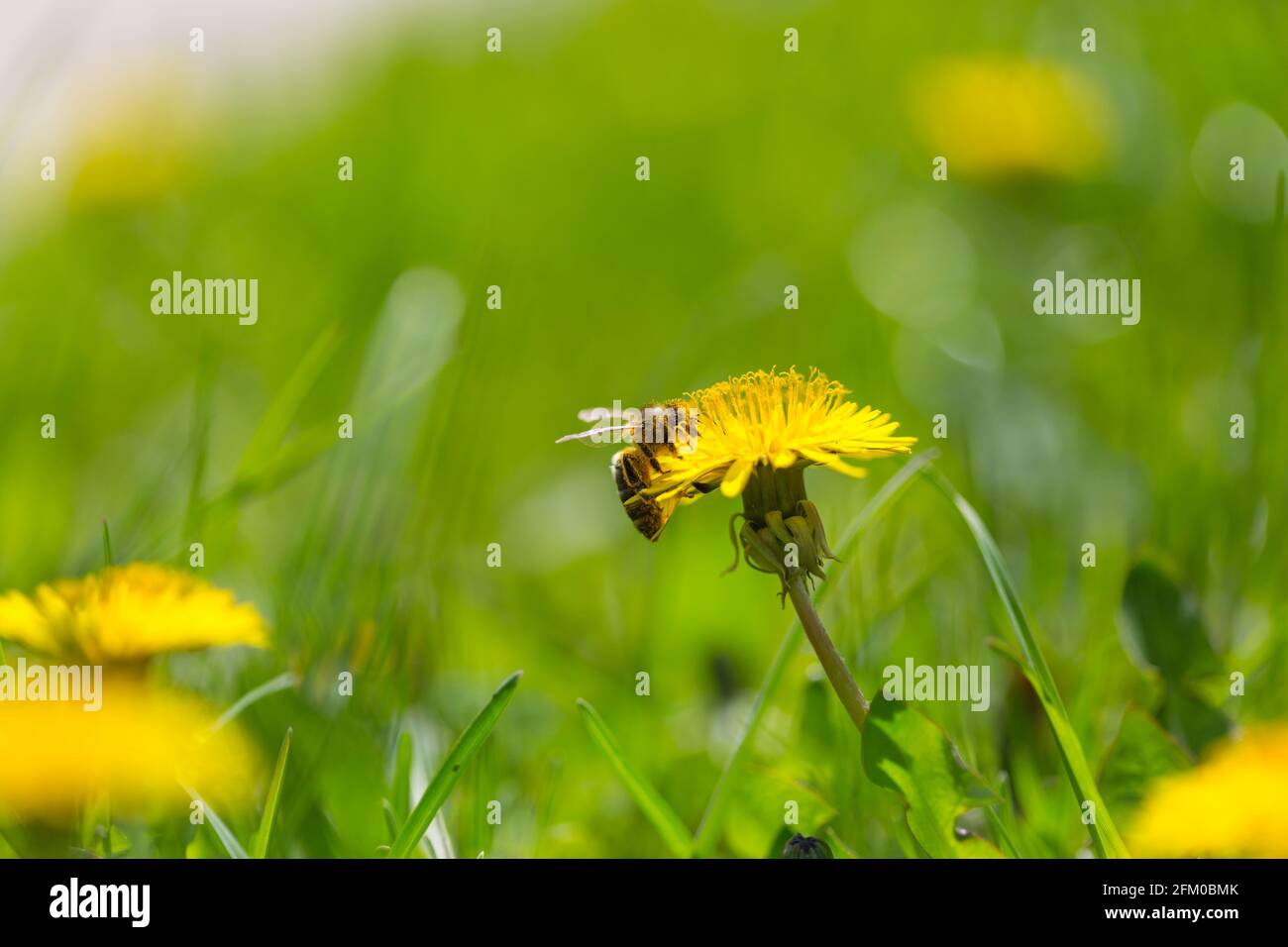 Die Biene auf der Blume im Sommergarten Stockfoto