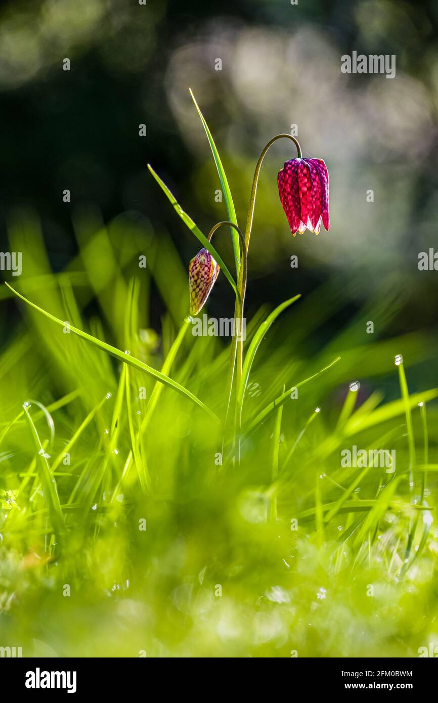 Eine purpurne Schlangenkopfblume (Fritillaria meleagris) in voller Blüte auf einer Wiese. Stockfoto