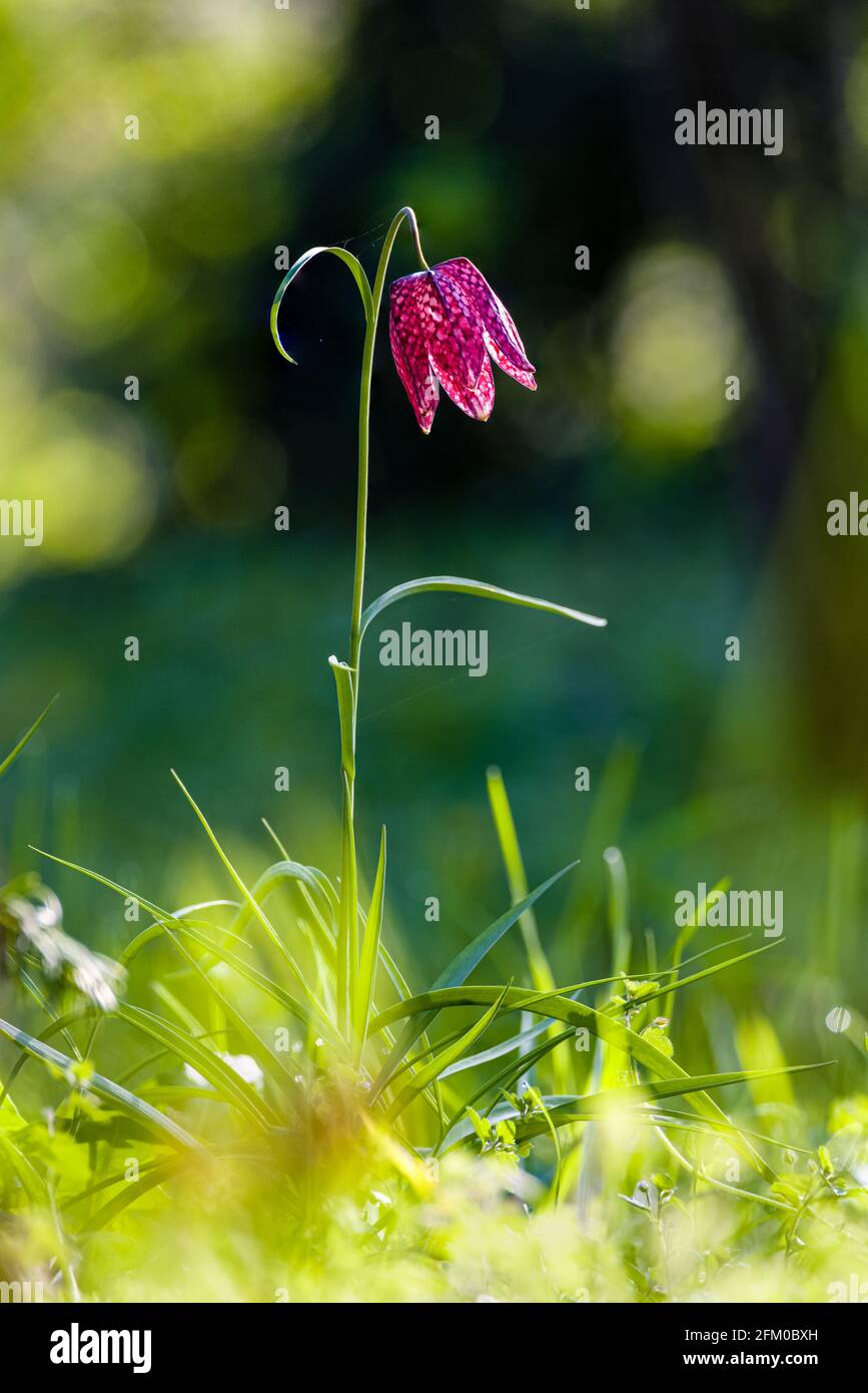 Eine purpurne Schlangenkopfblume (Fritillaria meleagris) in voller Blüte auf einer Wiese. Stockfoto
