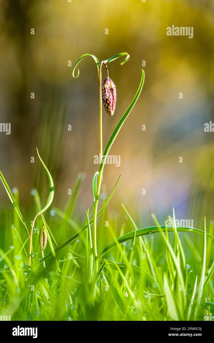 Eine purpurne Schlangenkopfblume (Fritillaria meleagris) blüht auf einer Wiese. Stockfoto