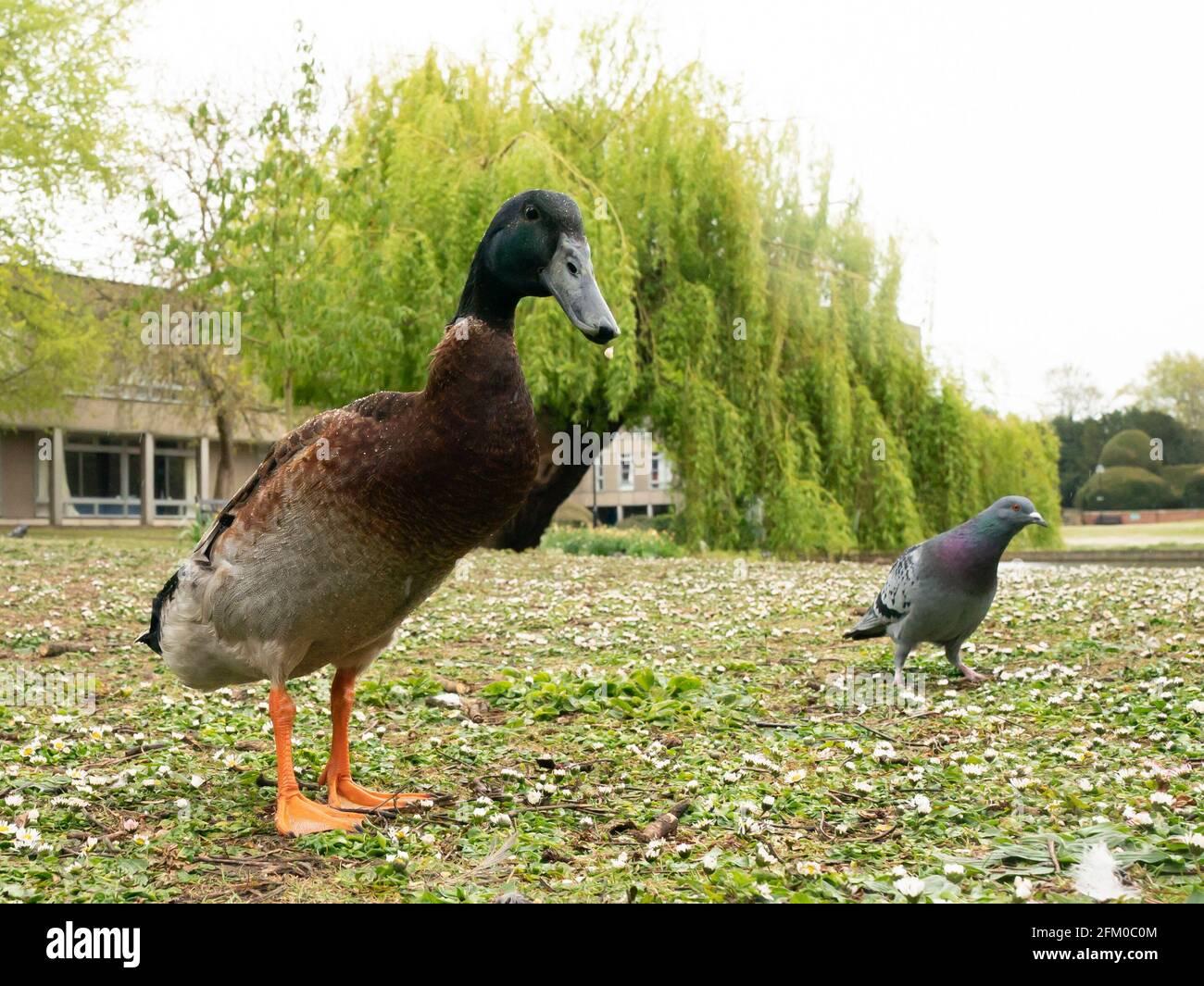 Die York University Ente namens Long Boi (links), die aufgrund seiner beeindruckenden Statur viral wurde. Es wird angenommen, dass die sehr große Ente eine Kreuzung zwischen einer Mallard- und einer Indian Runner-Ente ist. Bilddatum: Montag, 3. Mai 2021. Stockfoto
