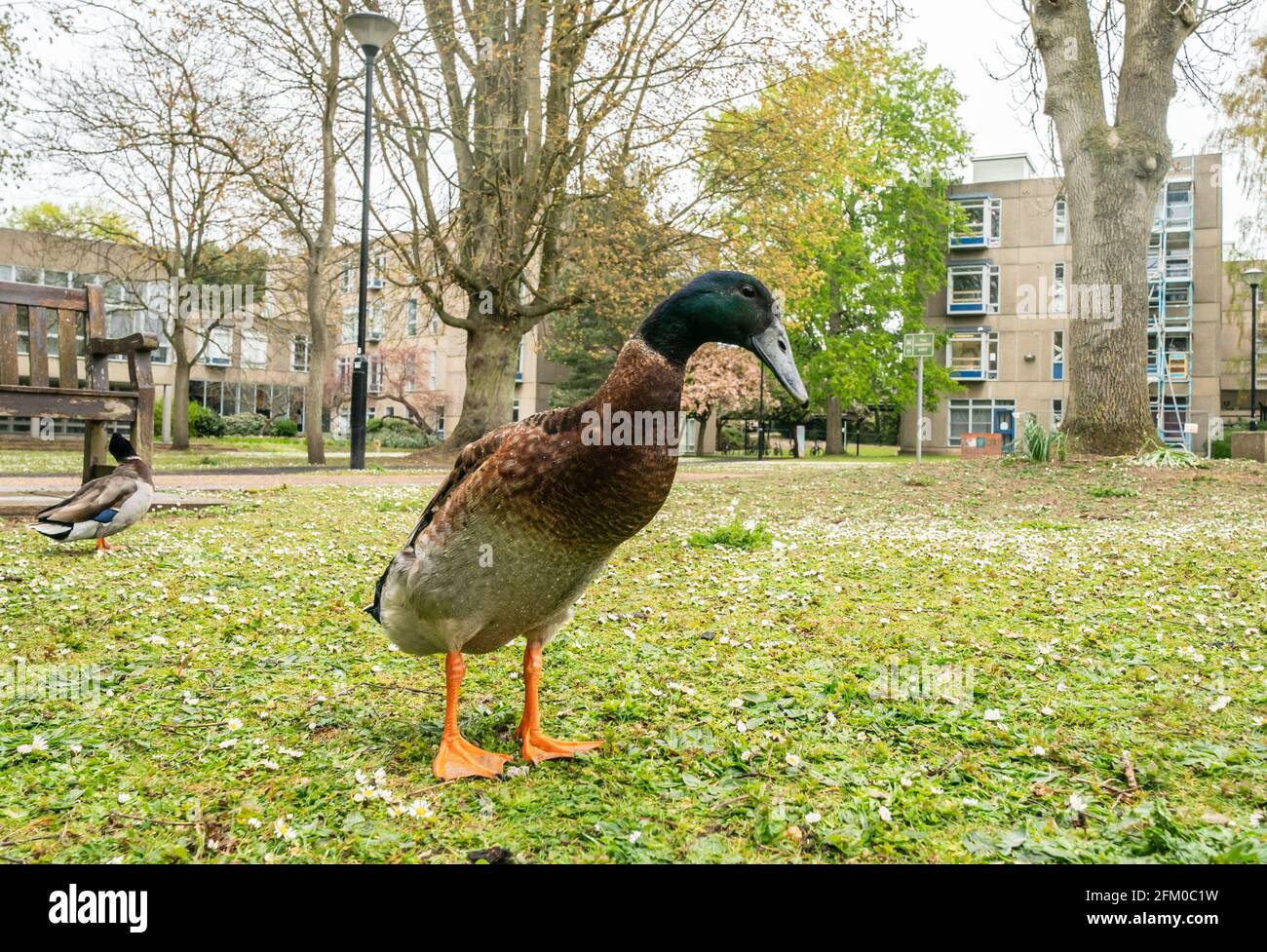 Der Campus der Universität York heißt Long Boi, der aufgrund seiner beeindruckenden Statur viral wurde. Es wird angenommen, dass die sehr große Ente eine Kreuzung zwischen einer Mallard- und einer Indian Runner-Ente ist. Bilddatum: Montag, 3. Mai 2021. Stockfoto