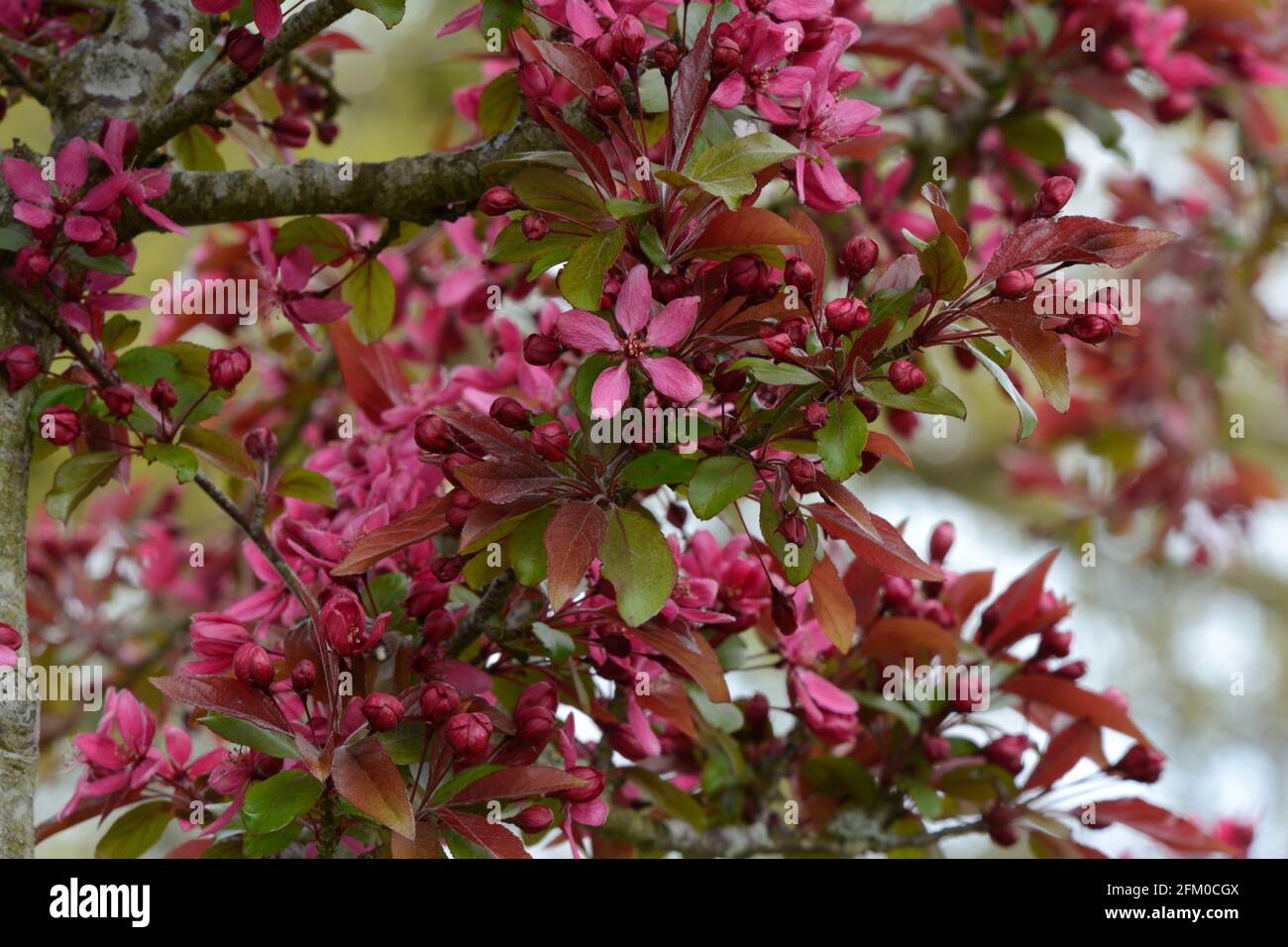 Eine Fülle von dunkelrosa Blüten des Malus x moerlandsii Überfülle Überfülle von Krebsapfel Stockfoto