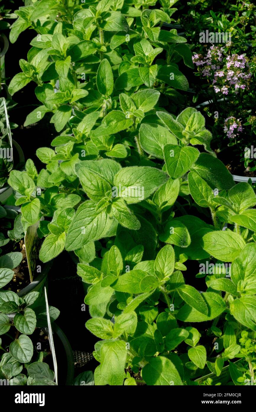 Kulinarische Kräuter Oregano Blätter Stockfoto