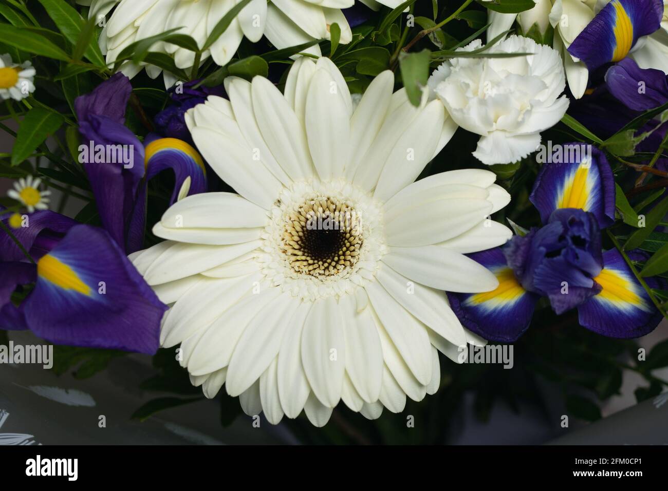 Nahaufnahme der großen schönen weißen Gerbera Blume umgeben von lila Iris weißen Gänseblümchen Nelken und Grün. Blumenstrauß oder Merkmale von fl Stockfoto