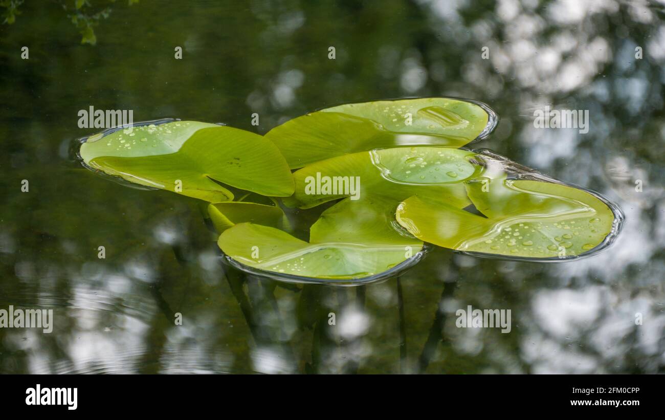 Wellen im teich Fotos und Bildmaterial in hoher Auflösung Alamy
