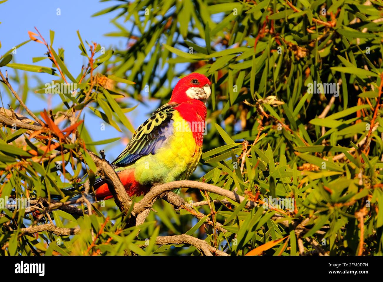 Rosella (Platycercus eximius) Papagei sitzt in einem Flaschenbürstenbaum in Adelaide, Australien Stockfoto