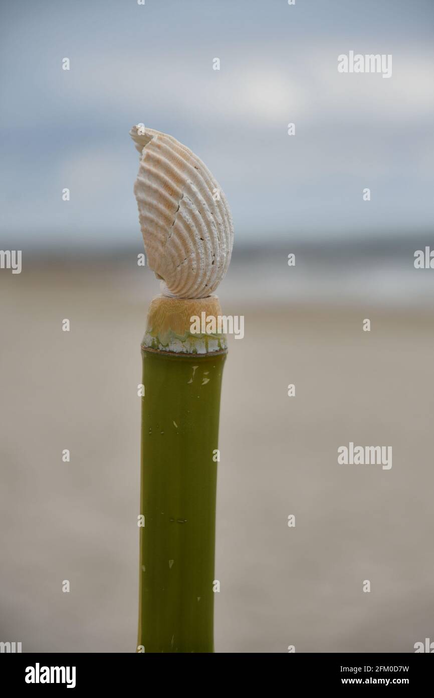 Eine Muschel auf einem grünen Bambusstock am Strand in Palavas les Flots, in der Nähe von Carnon Plage und Montpellier, Ockitanien, Südfrankreich Stockfoto