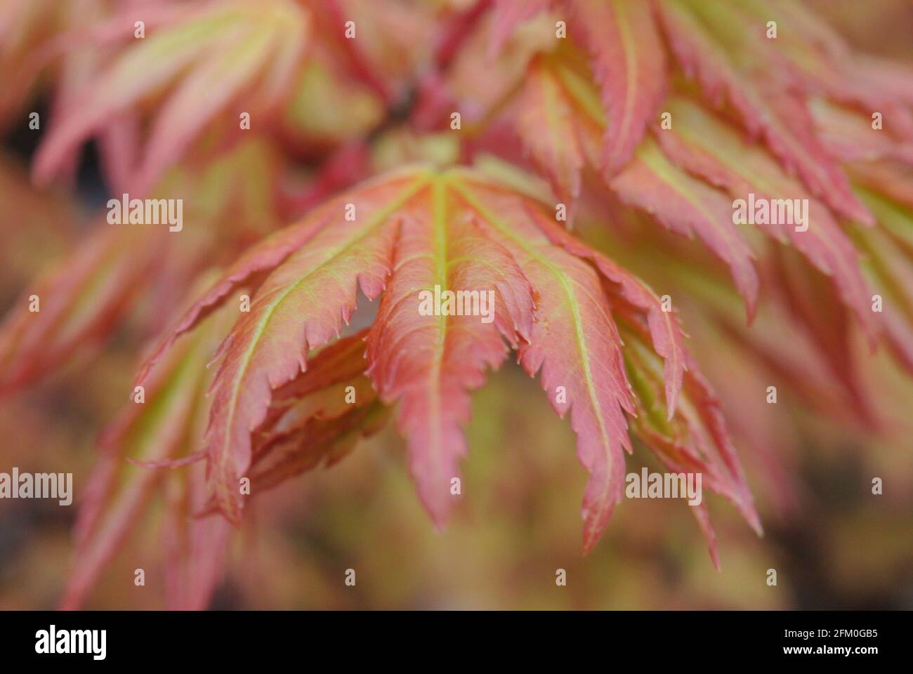 Makrogartenfotos Stockfoto