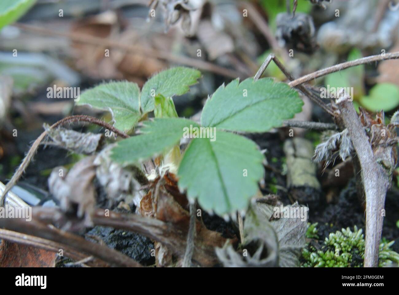 Makrogartenfotos Stockfoto