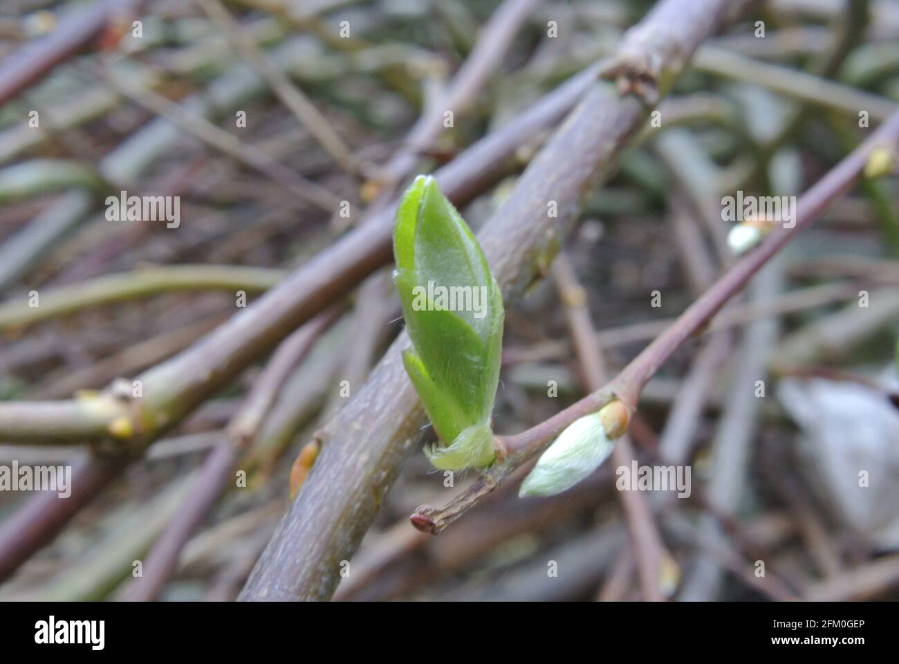 Makrogartenfotos Stockfoto