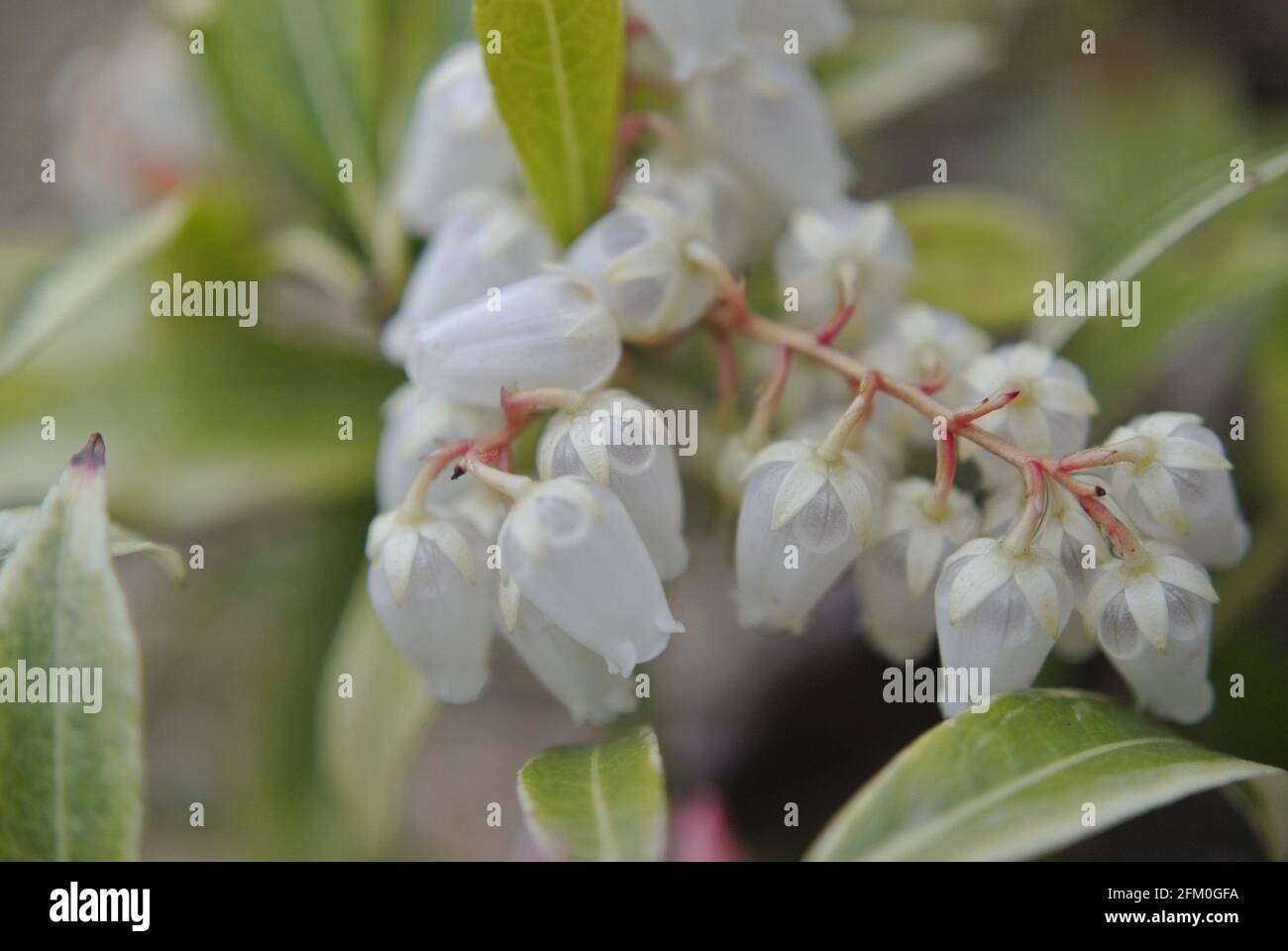Makrogartenfotos Stockfoto