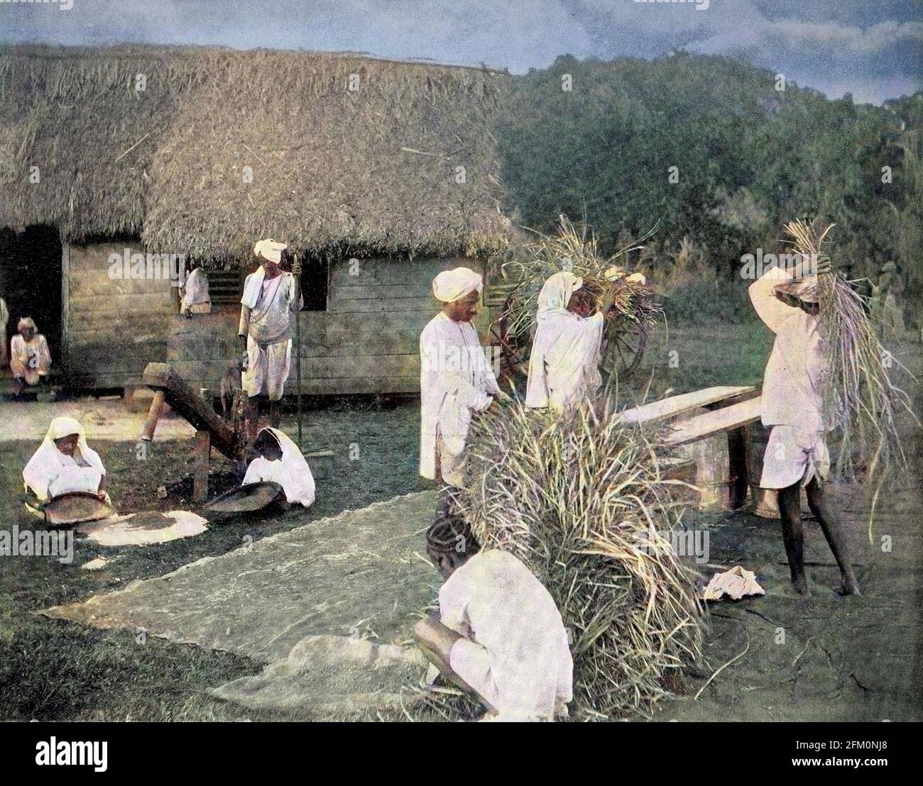 Coolies oder Kumis, sind Vertragsarbeiter oder Tagelöhner bei der Reisernte in Jamaika / Coolies oder Kumis, sind Vertragsarbeiter oder Tagelöhner bei der Reisernte in Jamaika, ca 1880, historische, digital verbesserte Reproduktion eines Originals aus dem 19. Jahrhundert / digitale Reproduktion einer Originalvorlage aus dem 19ten Jahrhundert. Jahrhundert, Originaldatum nicht bekannt Stockfoto