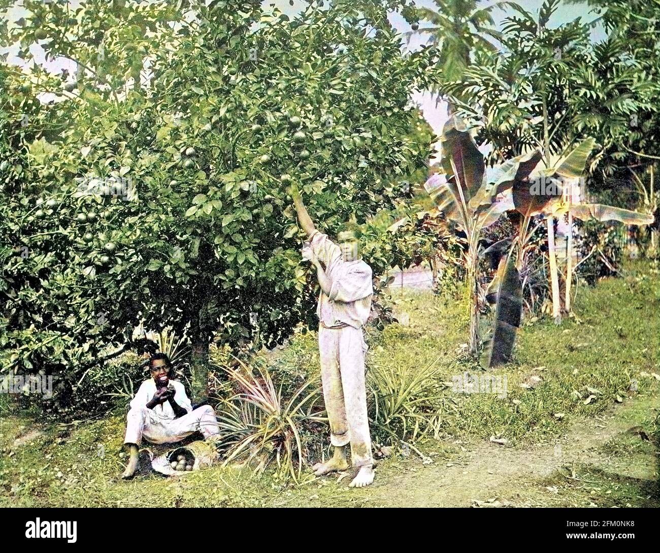 Jamaika, zwei Männer bei der Orangen-Ernte, Orangenbaum / Jamaika, zwei Männer bei der Orangenernte, Orangenbaum, ca 1880, historische, digital verbesserte Reproduktion eines Originals aus dem 19. Jahrhundert / digitale Produktion einer Originalvorlage aus dem 19. Jahrhundert, Originaldatum nicht bekannt Stockfoto