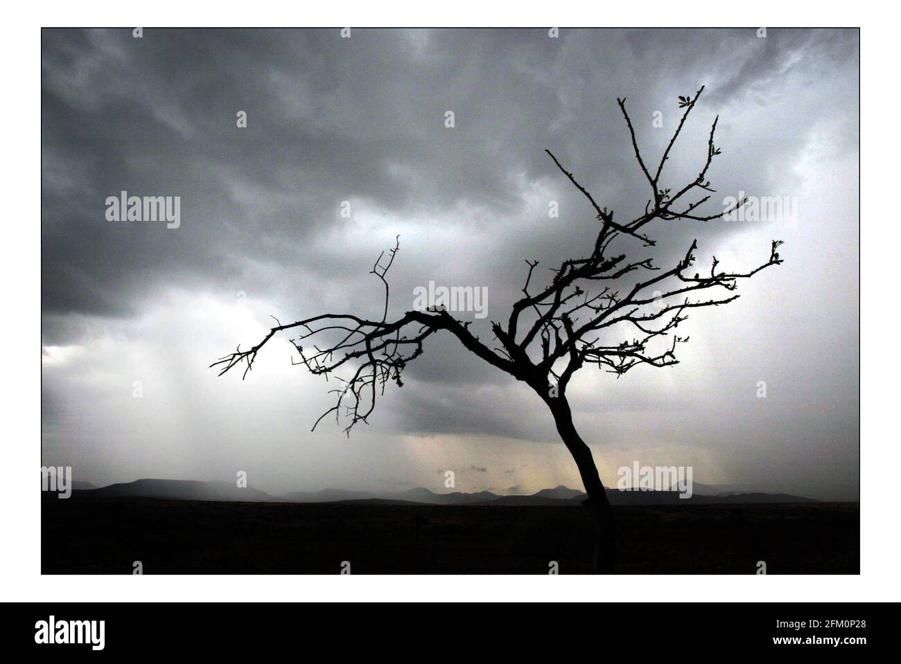 Unabhängiger Weihnachtsappellan...... Integrierte ländliche Entwicklung und Naturschutz (IRDNC) in Namibia.die trockene Wüstenlandschaft Namibias wartet auf die ersten Regenfälle der Saison. Ein klarer, bakeing blauer Himmel wird langsam in ein tiefes dunkelgrau gekocht, während die Wolken in Rollen. Der Regen stürmt und sobald knochentrockene Flüsse zum Leben erwacht. Foto von David Sandison November 2004 Stockfoto