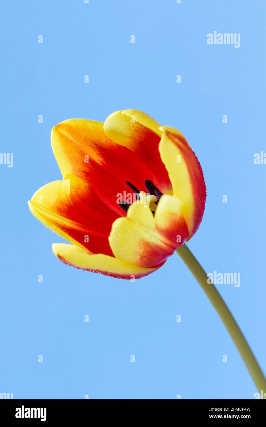Rote gelbe Tulipa, Tulpenblume vor blauem Hintergrund Stockfoto