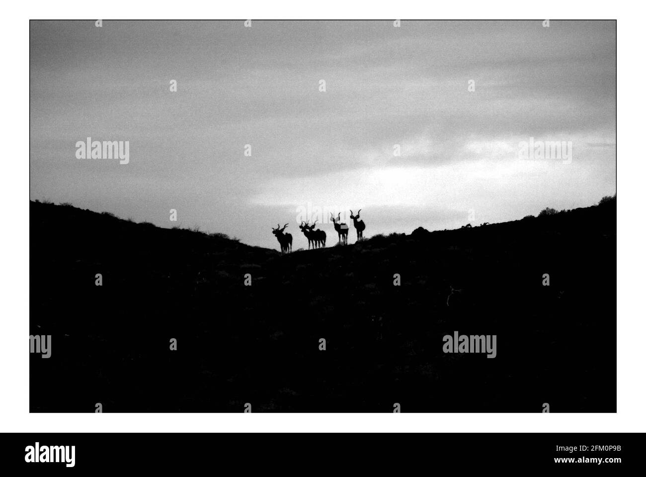 Unabhängiger Weihnachtsappellan...... Integrierte ländliche Entwicklung und Naturschutz (IRDNC) in Namibia.die trockene Wüstenlandschaft Namibias wartet auf die ersten Regenfälle der Saison. Ein klarer, bakeing blauer Himmel wird langsam in ein tiefes dunkelgrau gekocht, während die Wolken in Rollen. Der Regen stürmt und sobald knochentrockene Flüsse zum Leben erwacht. Foto von David Sandison November 2004 Stockfoto