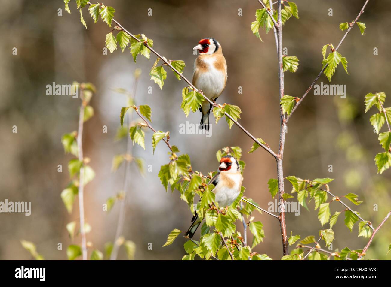 Ein Paar Goldfinken (Carduelis carduelis), zwei Goldfinkenvögel, die im Frühjahr in einer silbernen Birke saßen Stockfoto