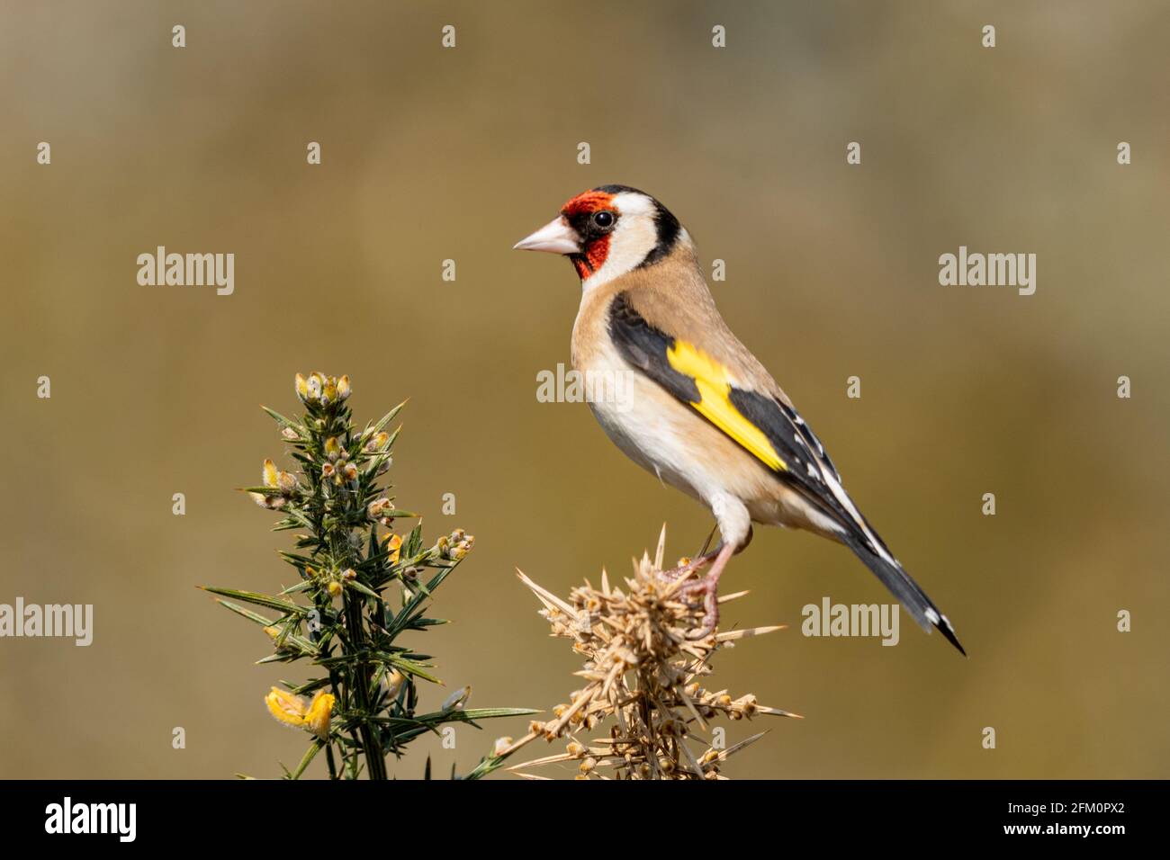 Goldfinch (Carduelis carduelis) Vogel, der auf einem Ginsterbusch thront, Großbritannien Stockfoto