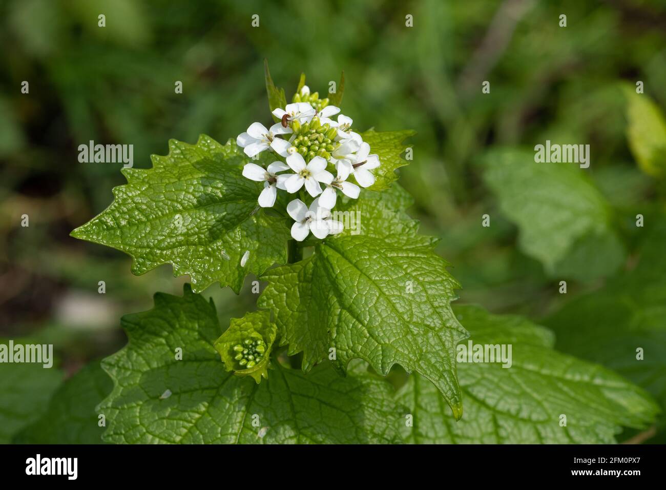 Knoblauchsenf (Alliaria petiolata), blühende Pflanze aus der Familie der Brassicaceae, Mai, Großbritannien Stockfoto