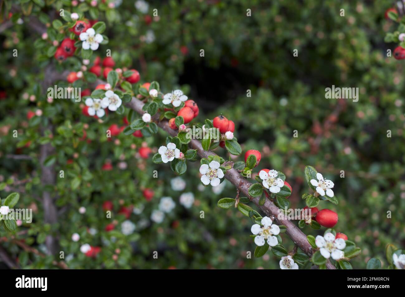 Blühender Cotoneaster-Mikrophyllus-Strauch Stockfoto
