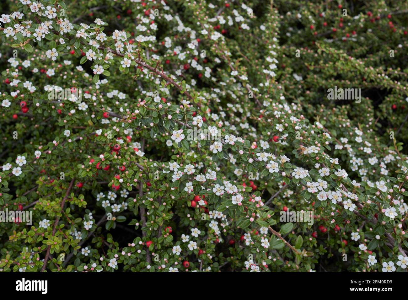 Blühender Cotoneaster-Mikrophyllus-Strauch Stockfoto