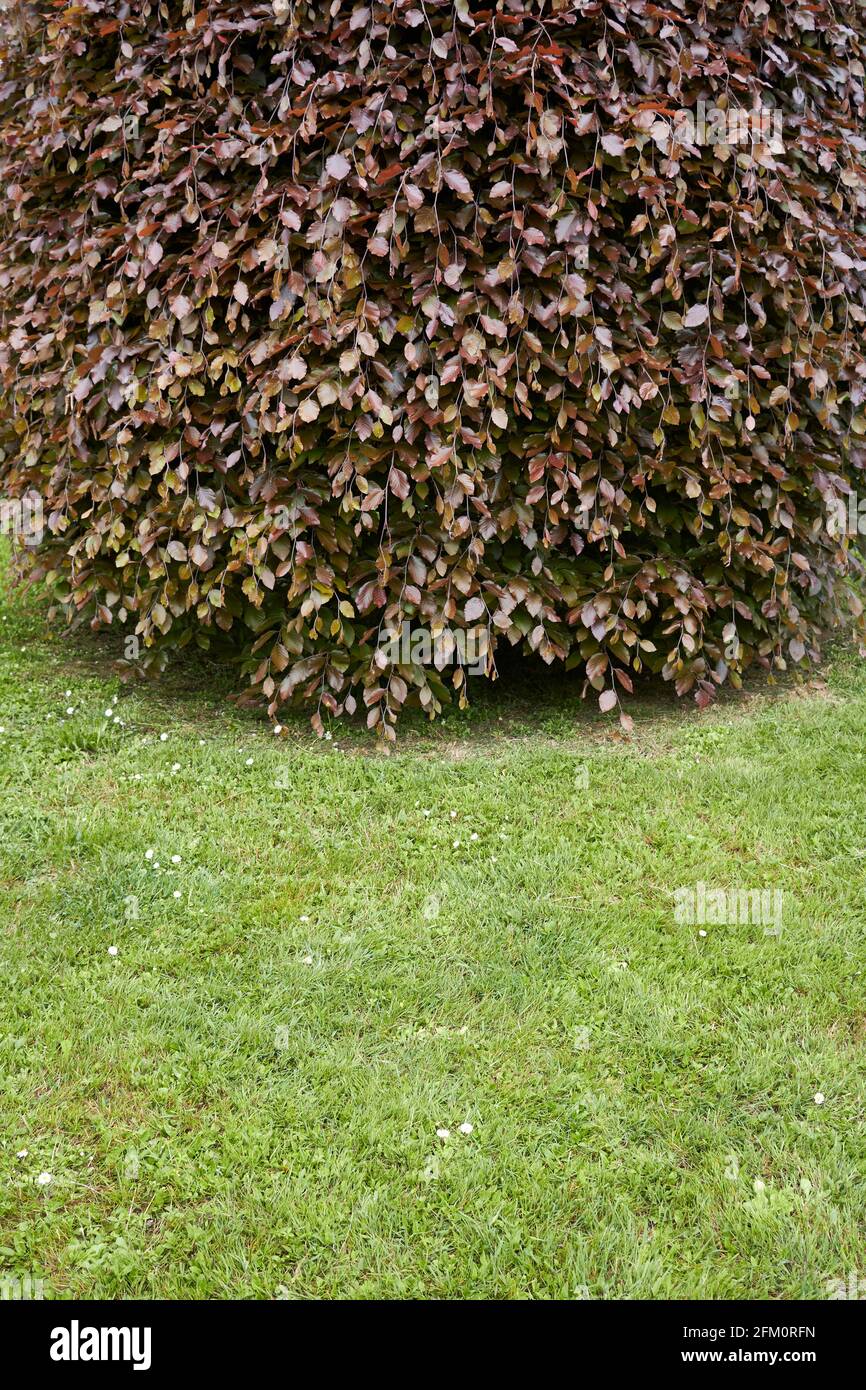 Rötliche Blätter von Fagus sylvatica pendula Stockfoto
