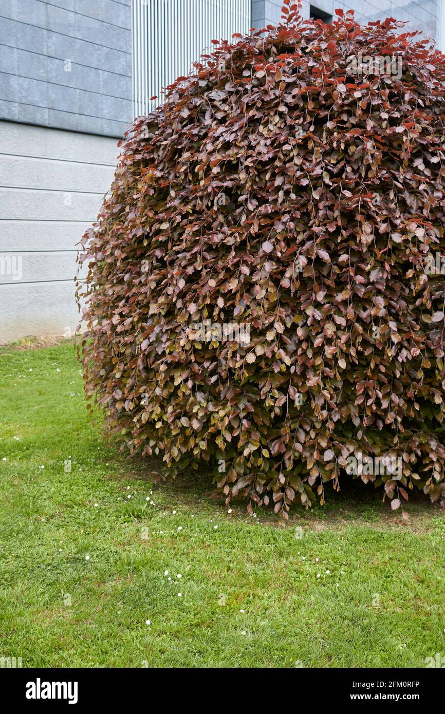 Rötliche Blätter von Fagus sylvatica pendula Stockfoto