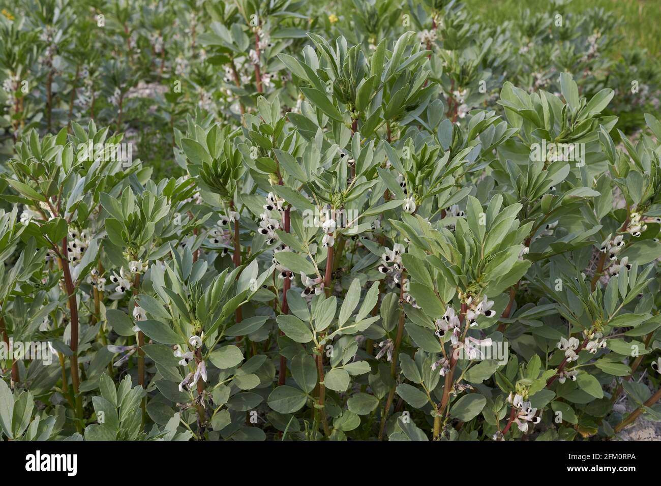 Vicia faba landwirtschaftliche eingereicht Stockfoto